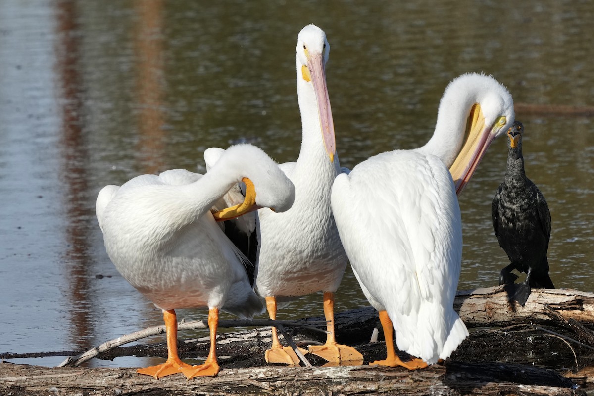 Pelícano Norteamericano - ML646033530