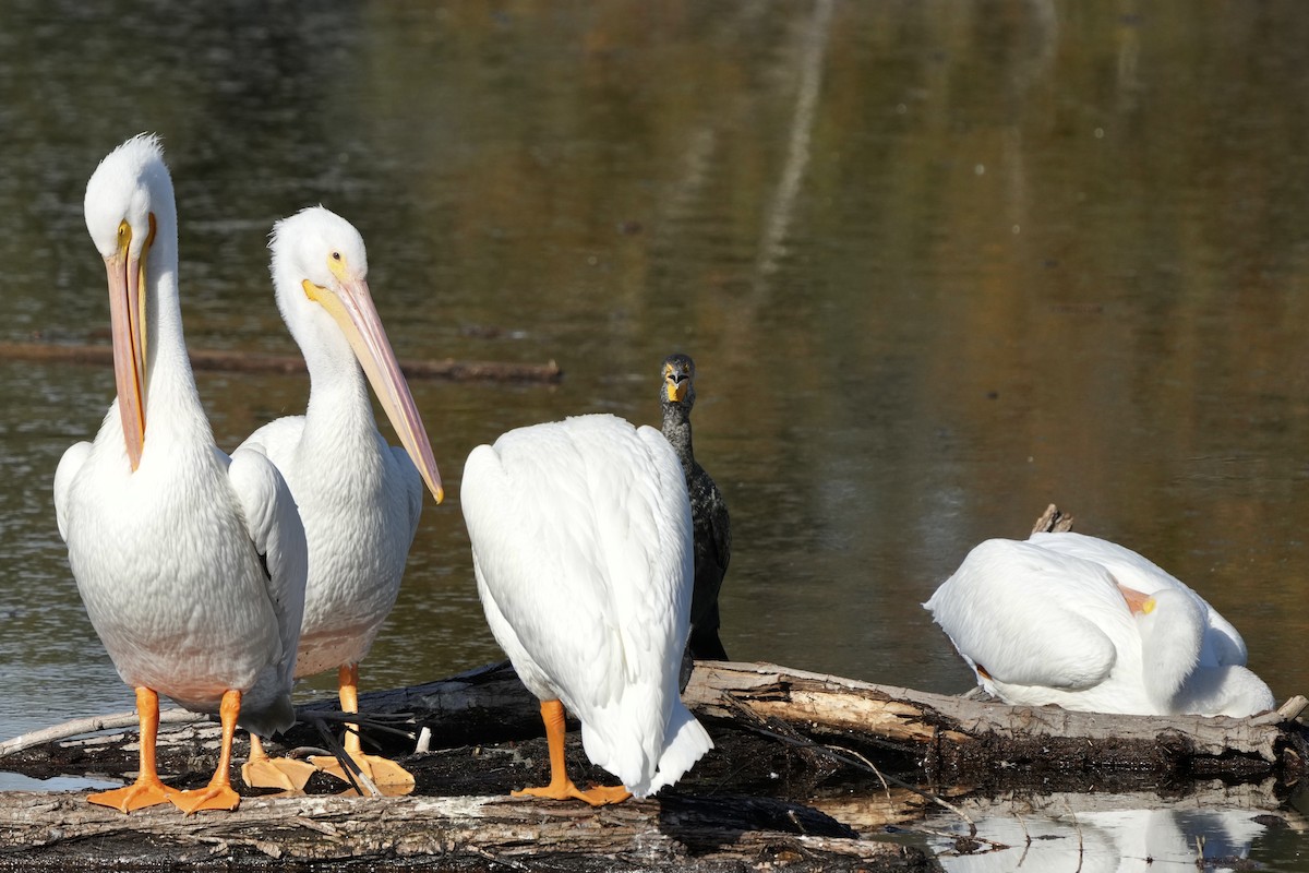 Pelícano Norteamericano - ML646033531