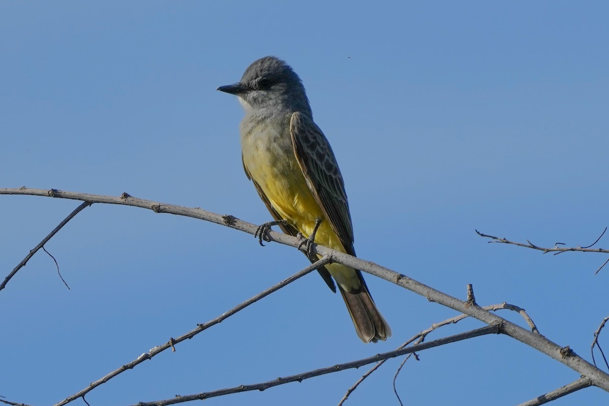 Cassin's Kingbird - ML646033533
