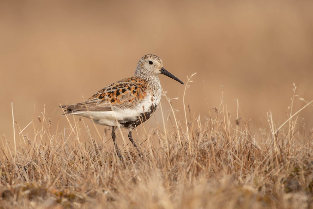 Dunlin (pacifica/arcticola) - ML646033536