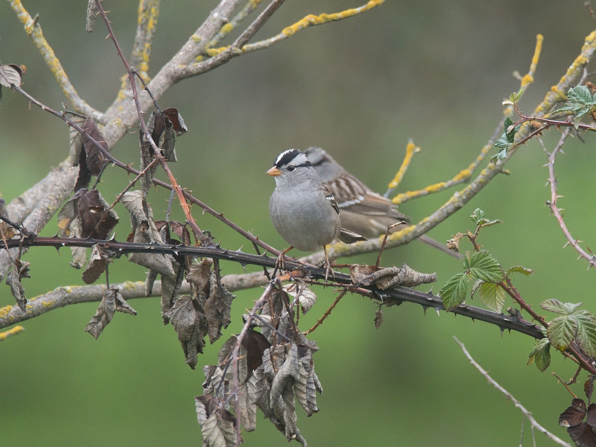 Porsuk Serçesi (gambelii) - ML646033538