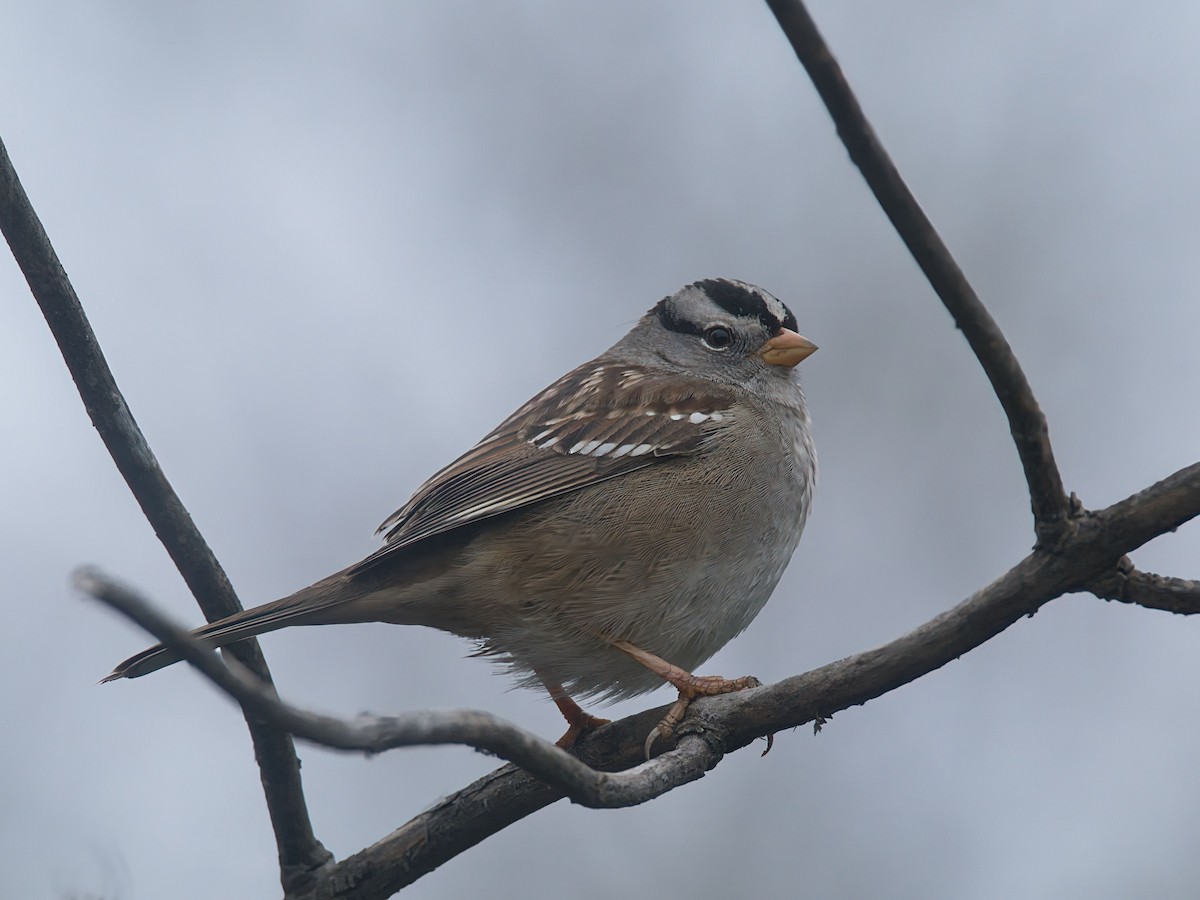 Porsuk Serçesi (gambelii) - ML646033539