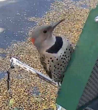 datel zlatý - ML646033542