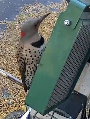 datel zlatý - ML646033543