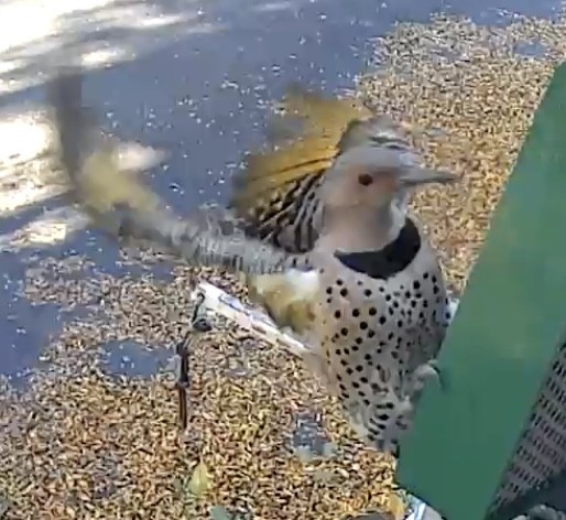 datel zlatý - ML646033544