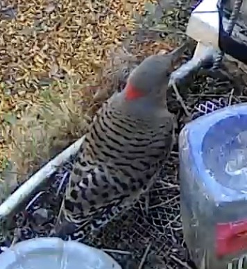 datel zlatý - ML646033545