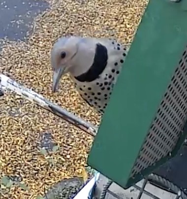 datel zlatý - ML646033546