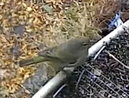 lesňáček hvězdičkový - ML646033550