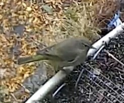 lesňáček hvězdičkový - ML646033551