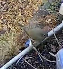 lesňáček hvězdičkový - ML646033552