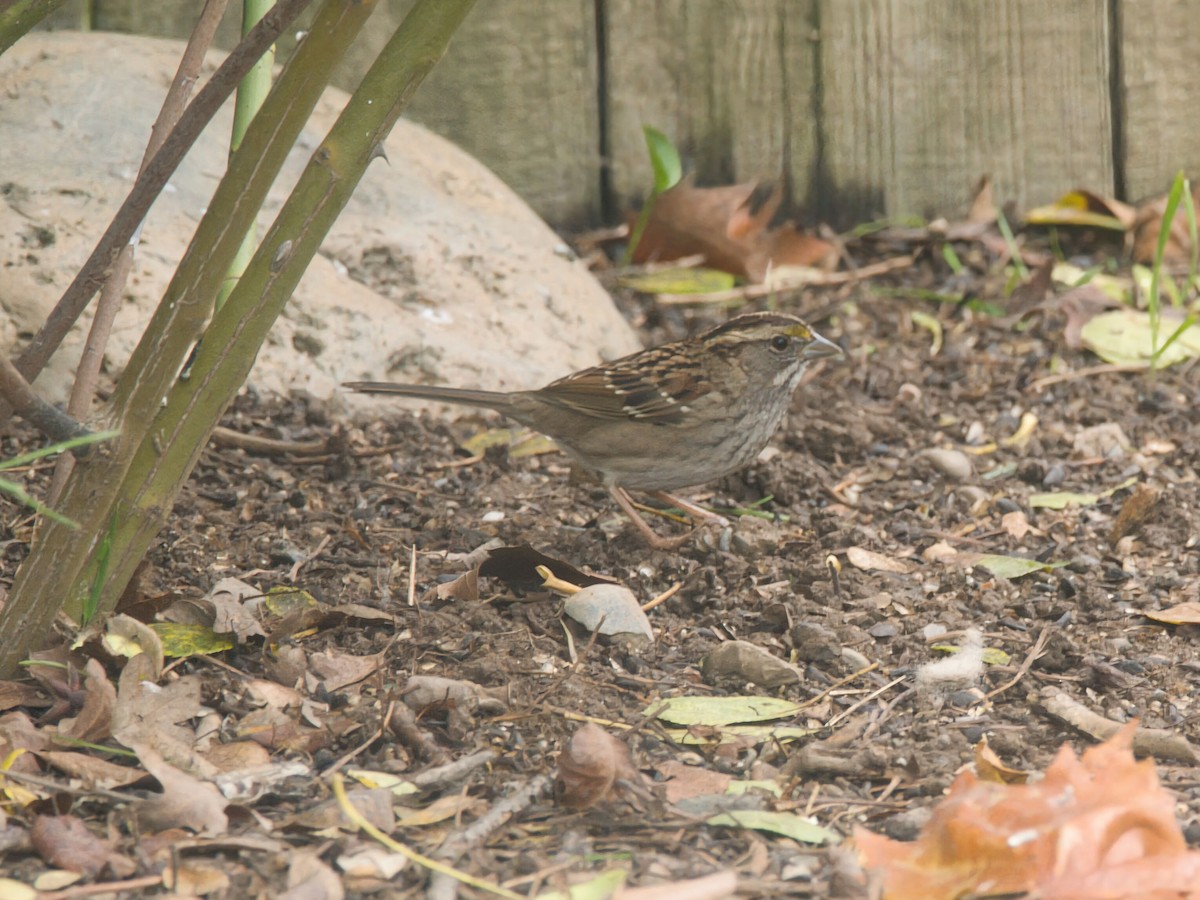 White-throated Sparrow - ML646033553