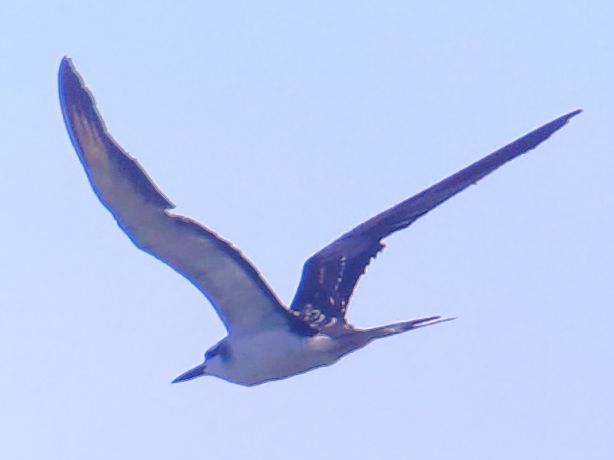 白眉燕鷗 - ML646033558