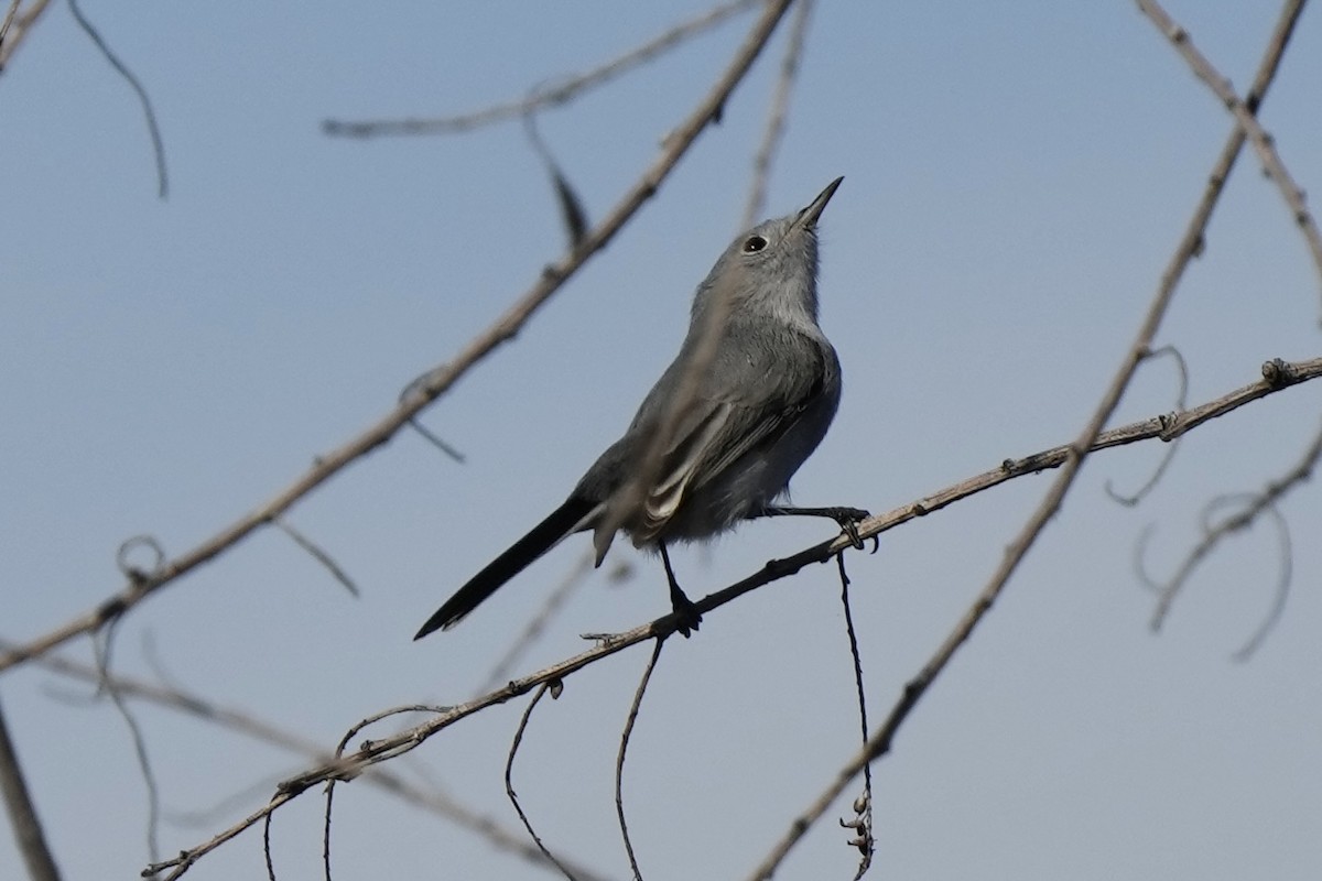 Голубая комароловка - ML646033561