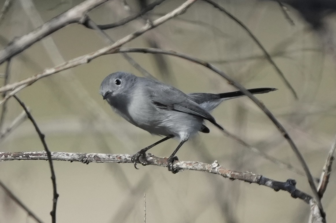 Голубая комароловка - ML646033562