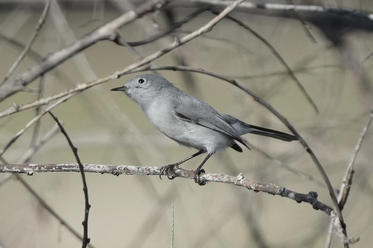 Голубая комароловка - ML646033563