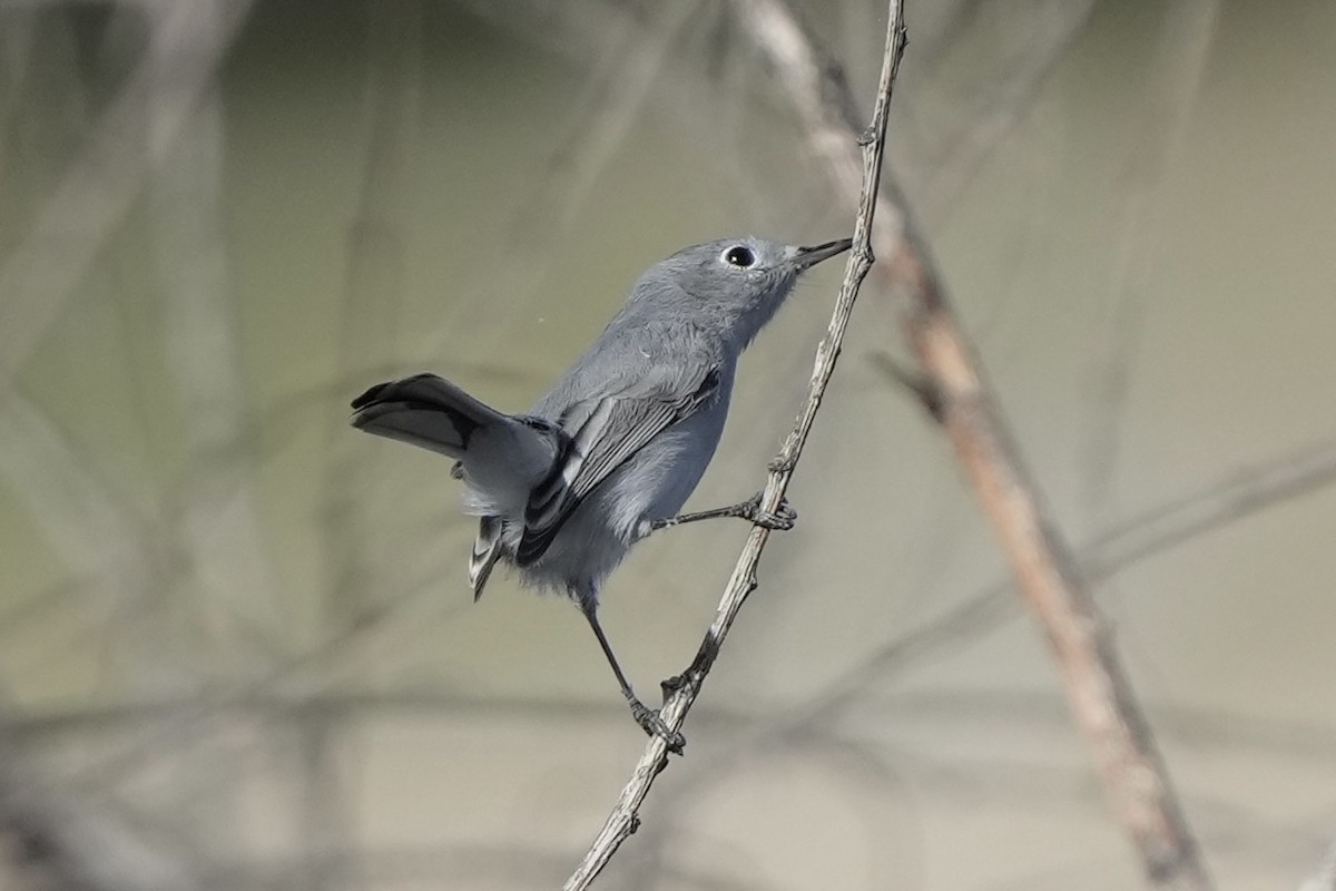 Голубая комароловка - ML646033564