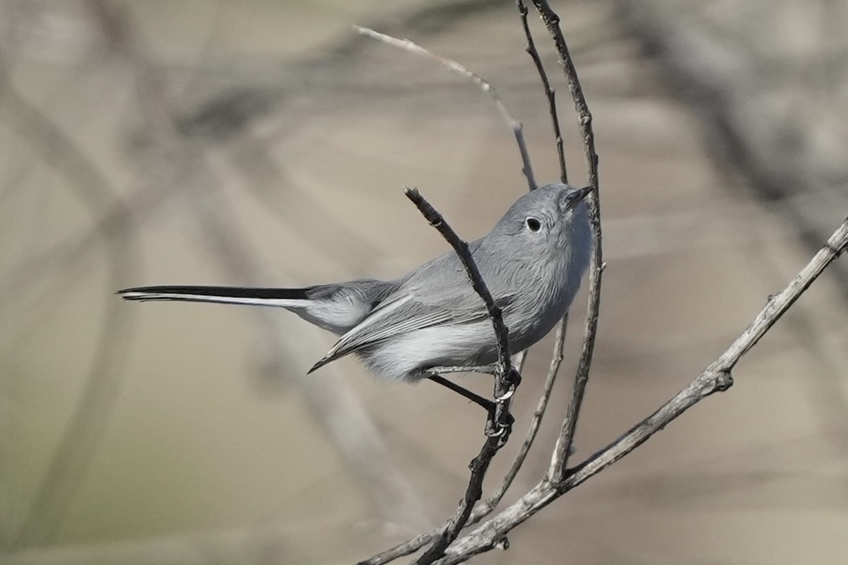 Голубая комароловка - ML646033565