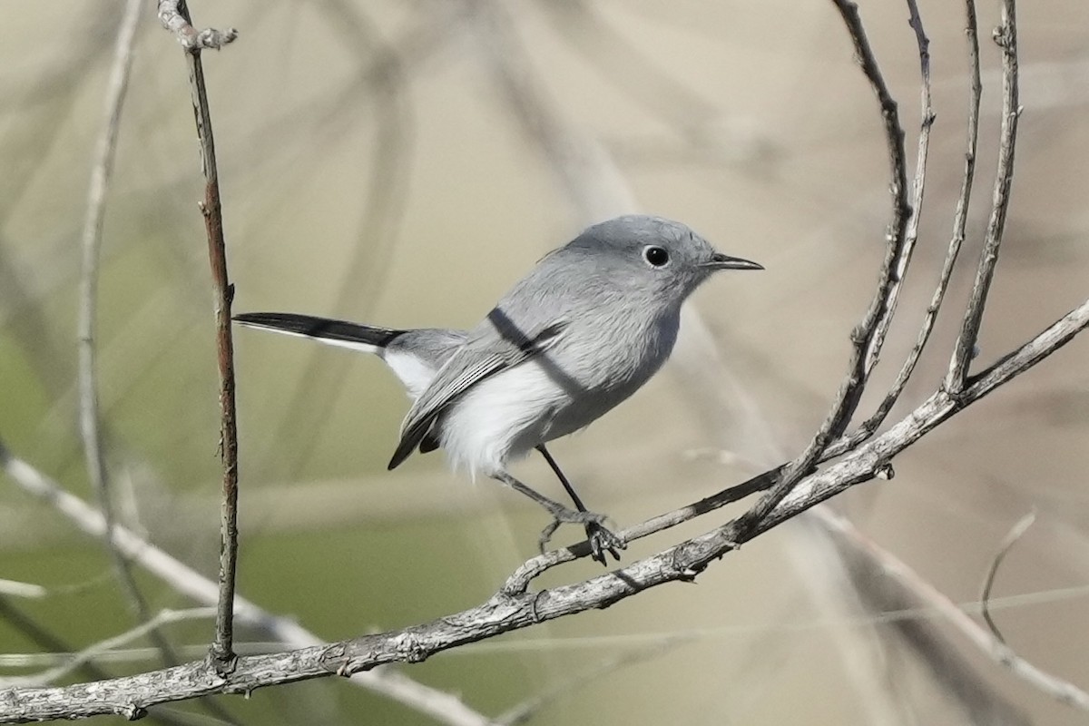 Голубая комароловка - ML646033566