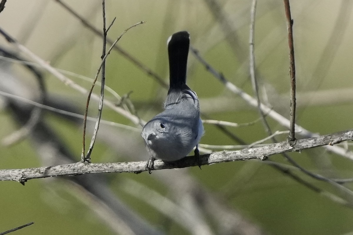 Голубая комароловка - ML646033567