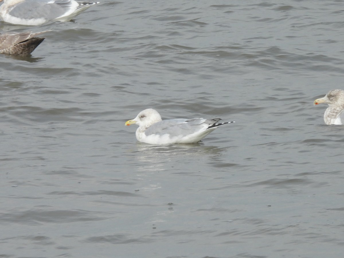 Kaio hegalzuria (thayeri) - ML646033578