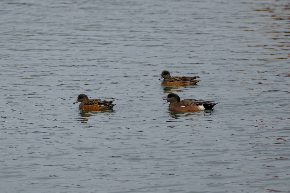 hvízdák americký - ML646033594