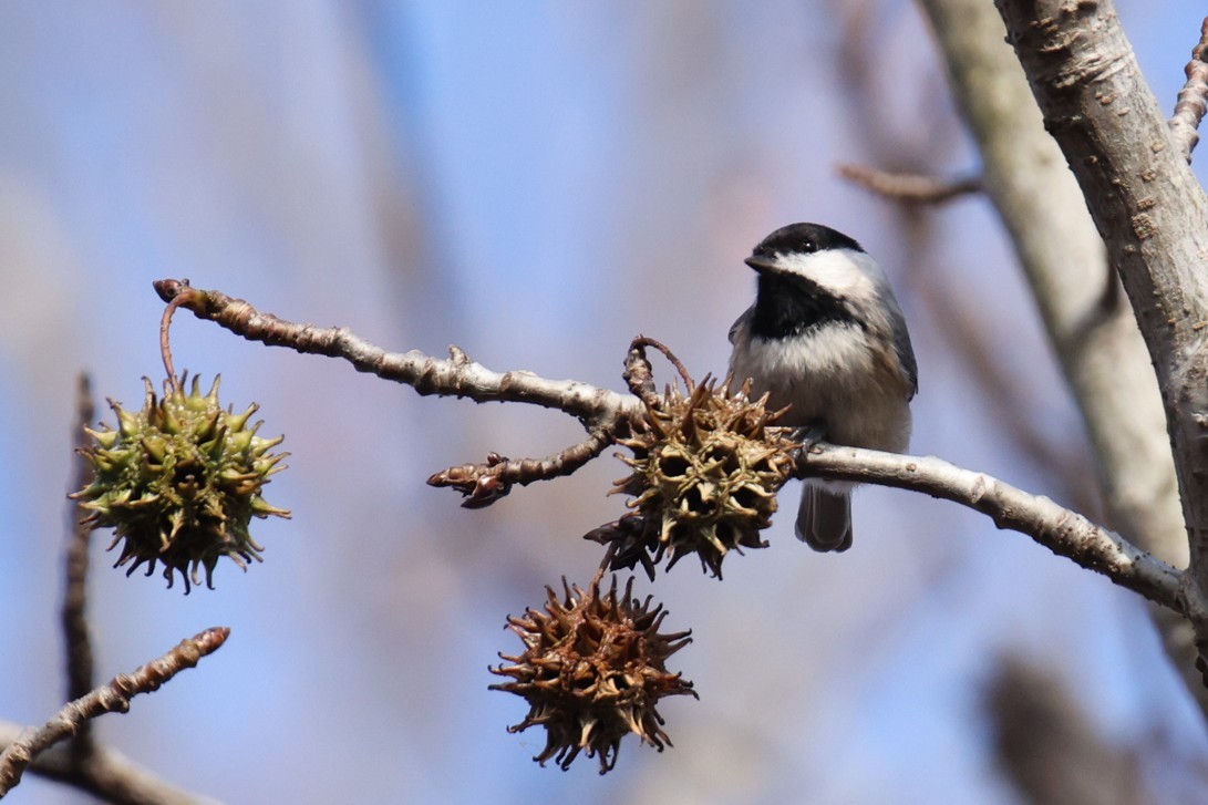 カロライナコガラ - ML646033595