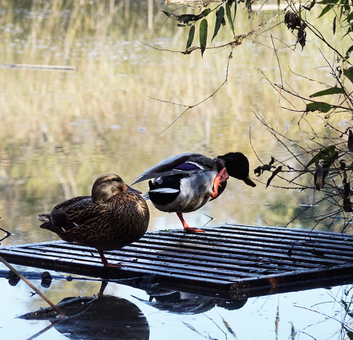 Mallard - ML646033602