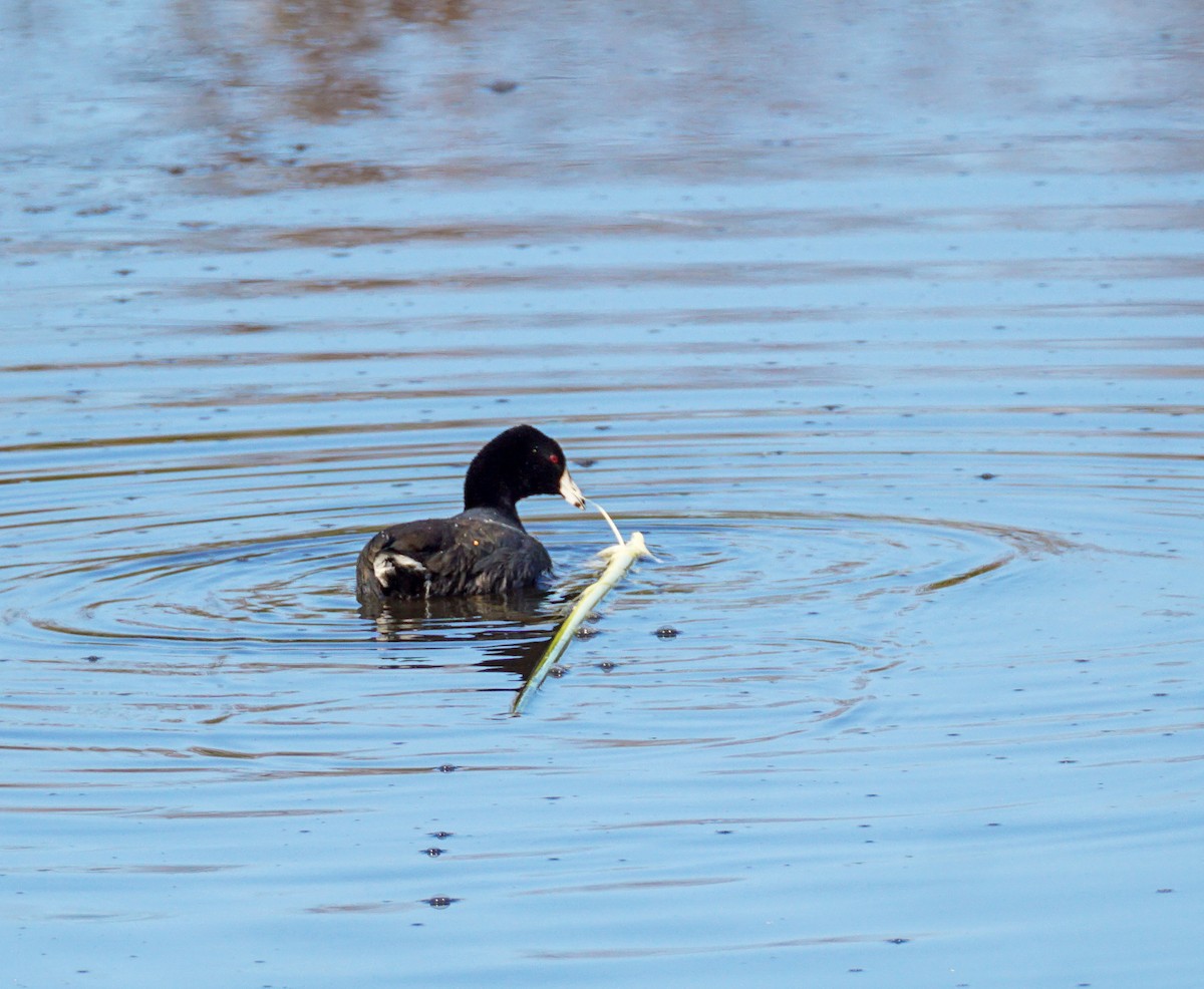 American Coot - ML646033609