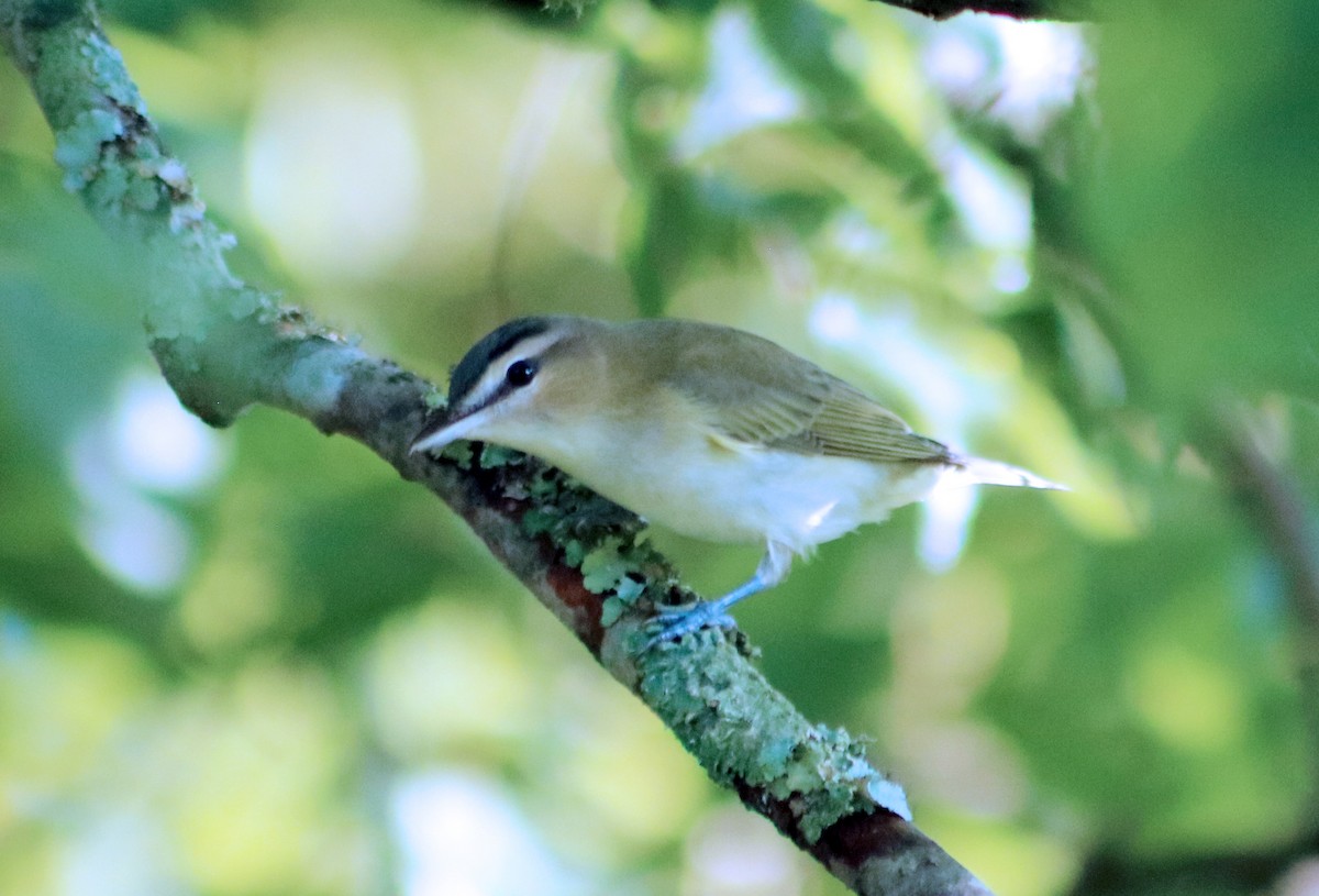 Kızıl Gözlü Vireo - ML64603361