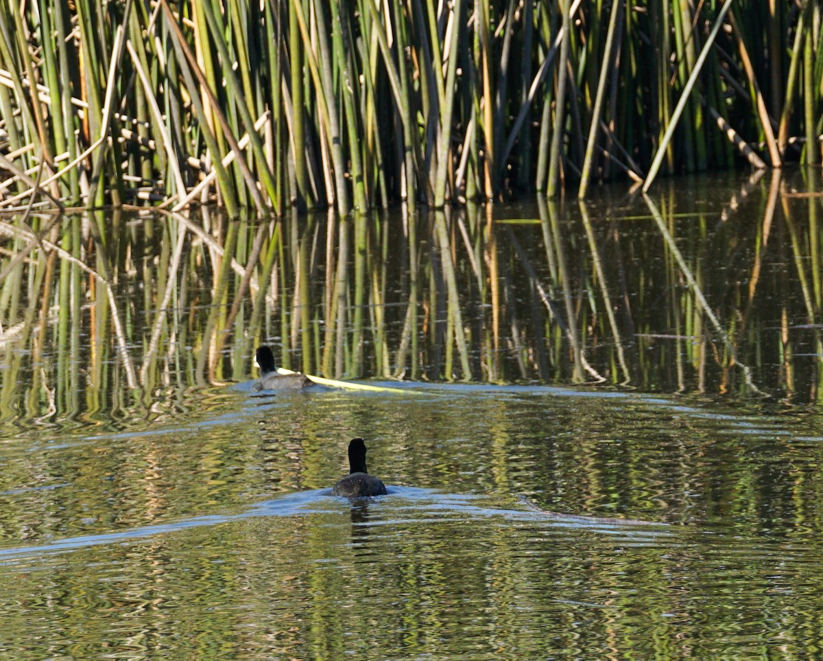 American Coot - ML646033610