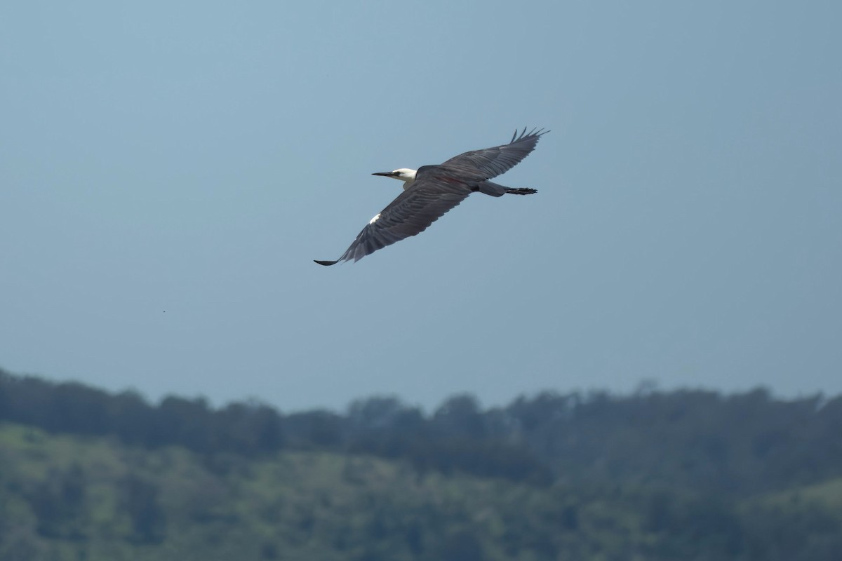 Pacific Heron - ML646033612