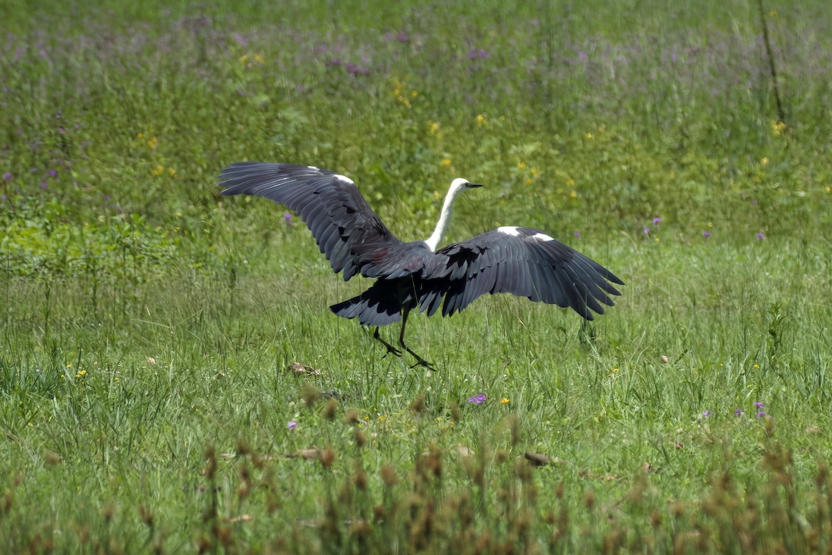 Pacific Heron - ML646033613