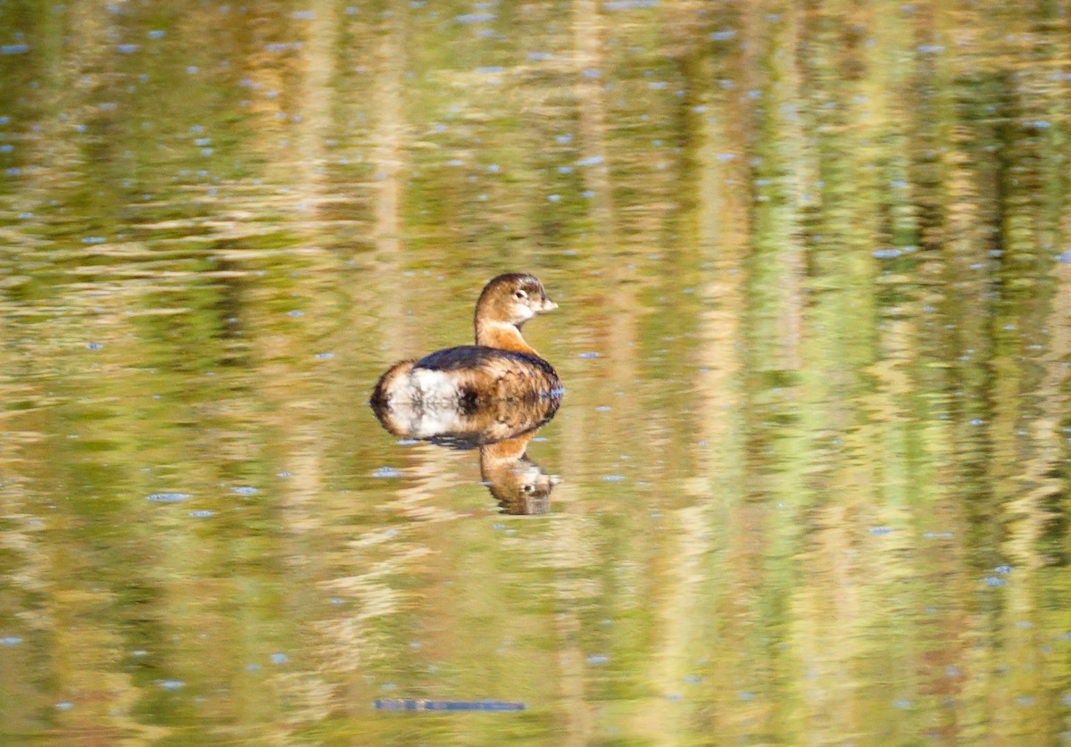 Pied-billed Grebe - ML646033616