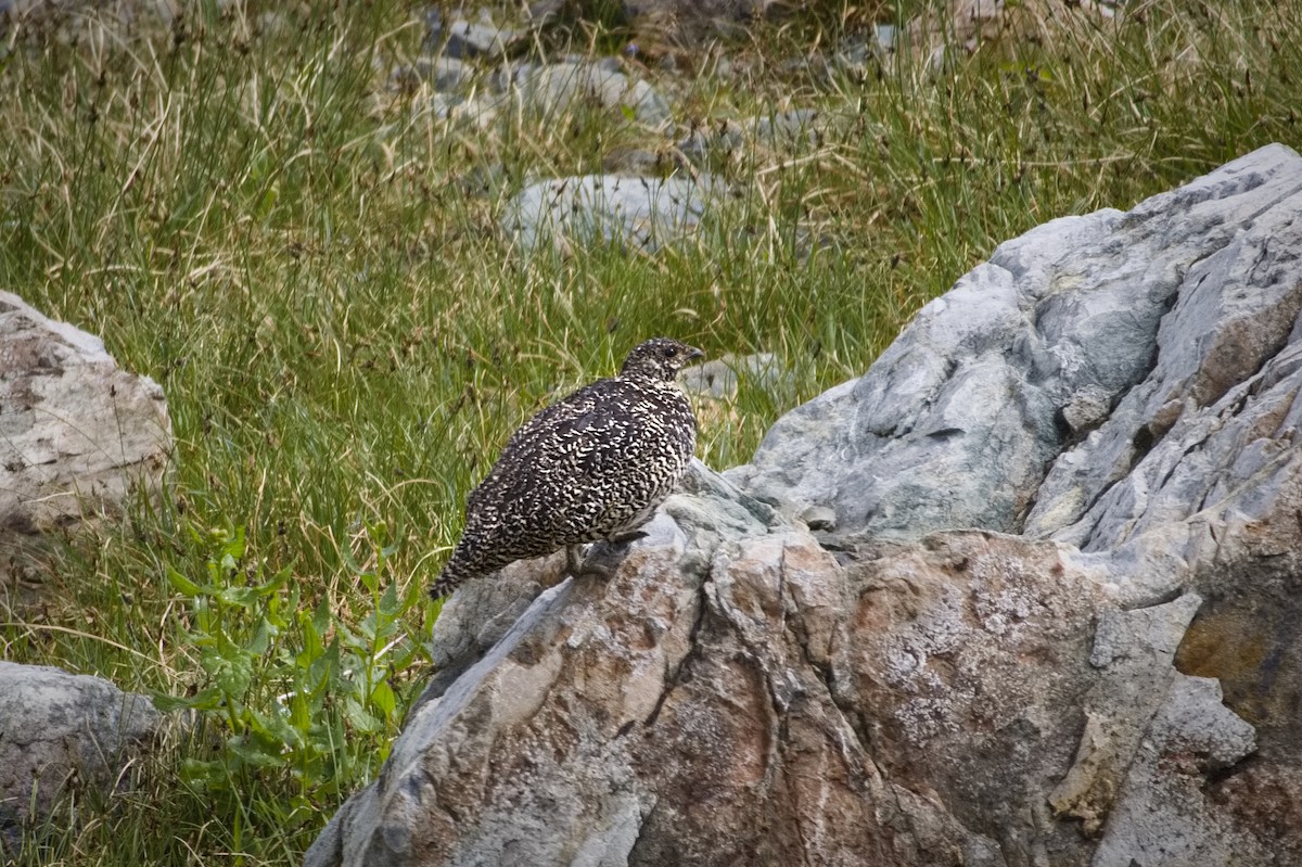 White-tailed Ptarmigan - ML646033620