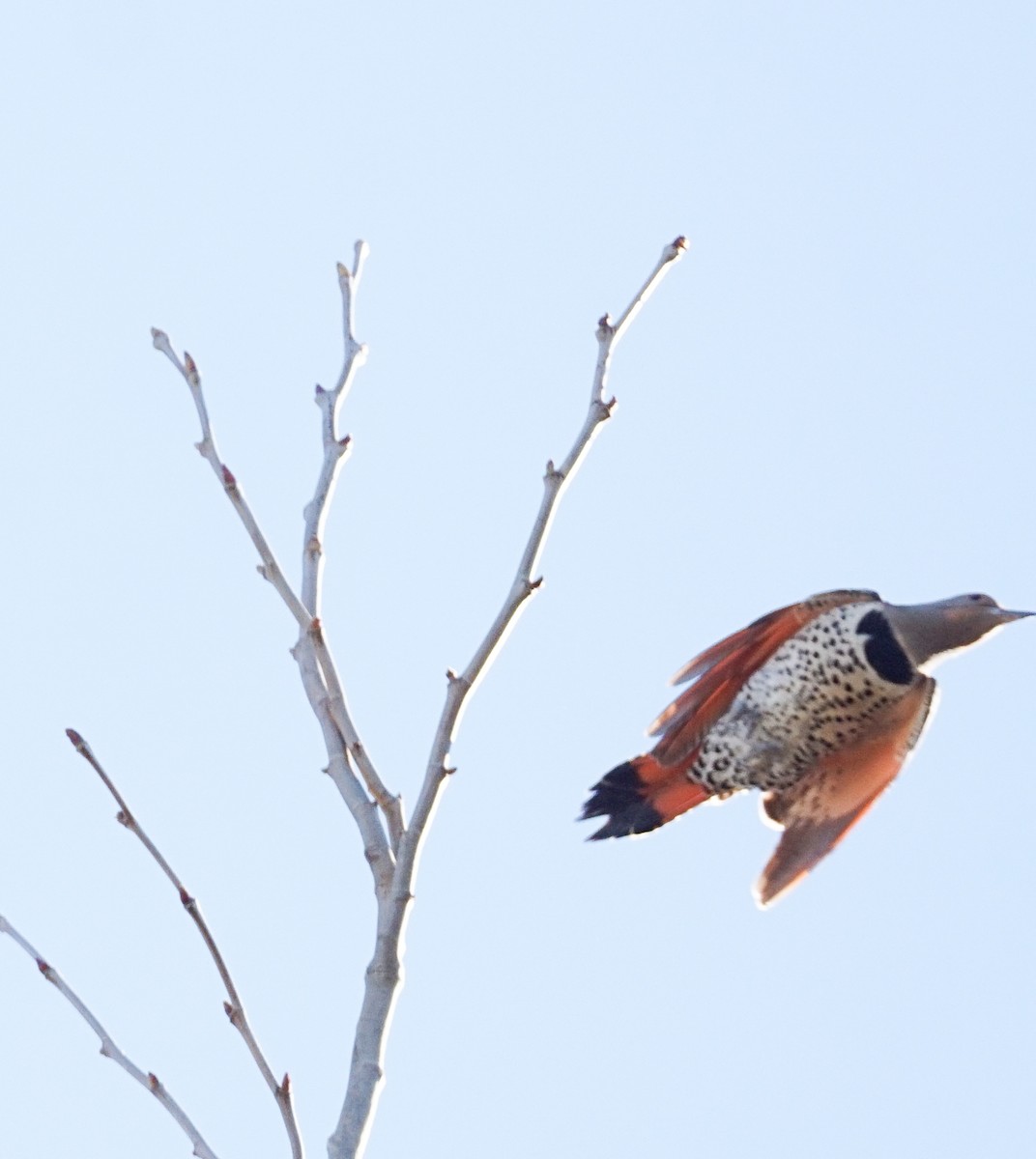 Northern Flicker - ML646033623