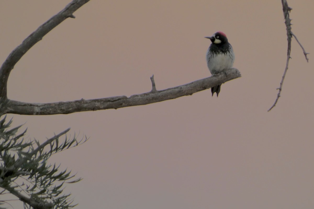 Acorn Woodpecker - ML646033627