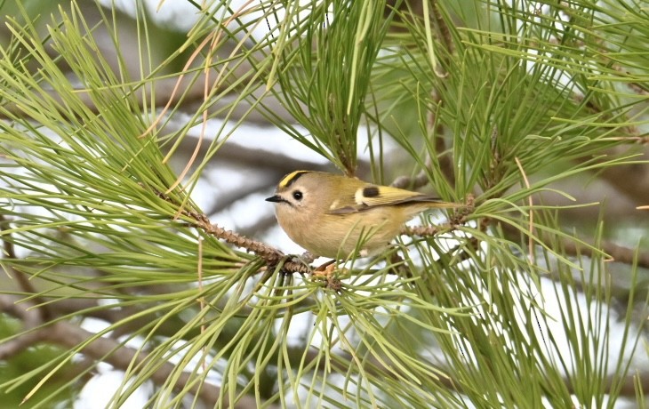 Goldcrest - ML646033628