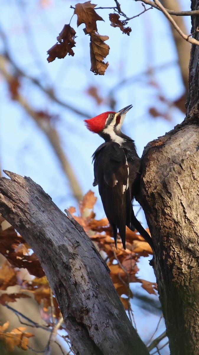 エボシクマゲラ - ML646033629