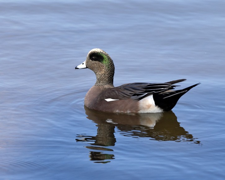 hvízdák americký - ML646033630