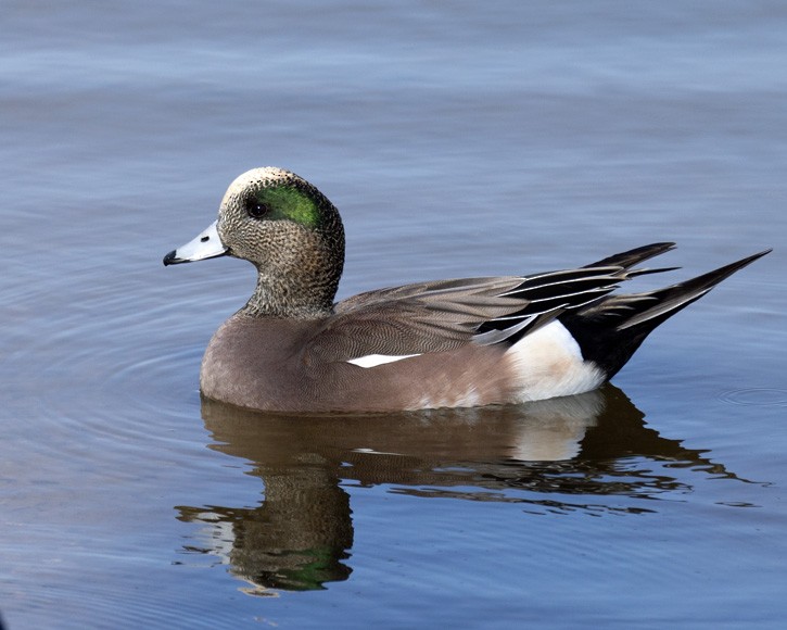 hvízdák americký - ML646033631