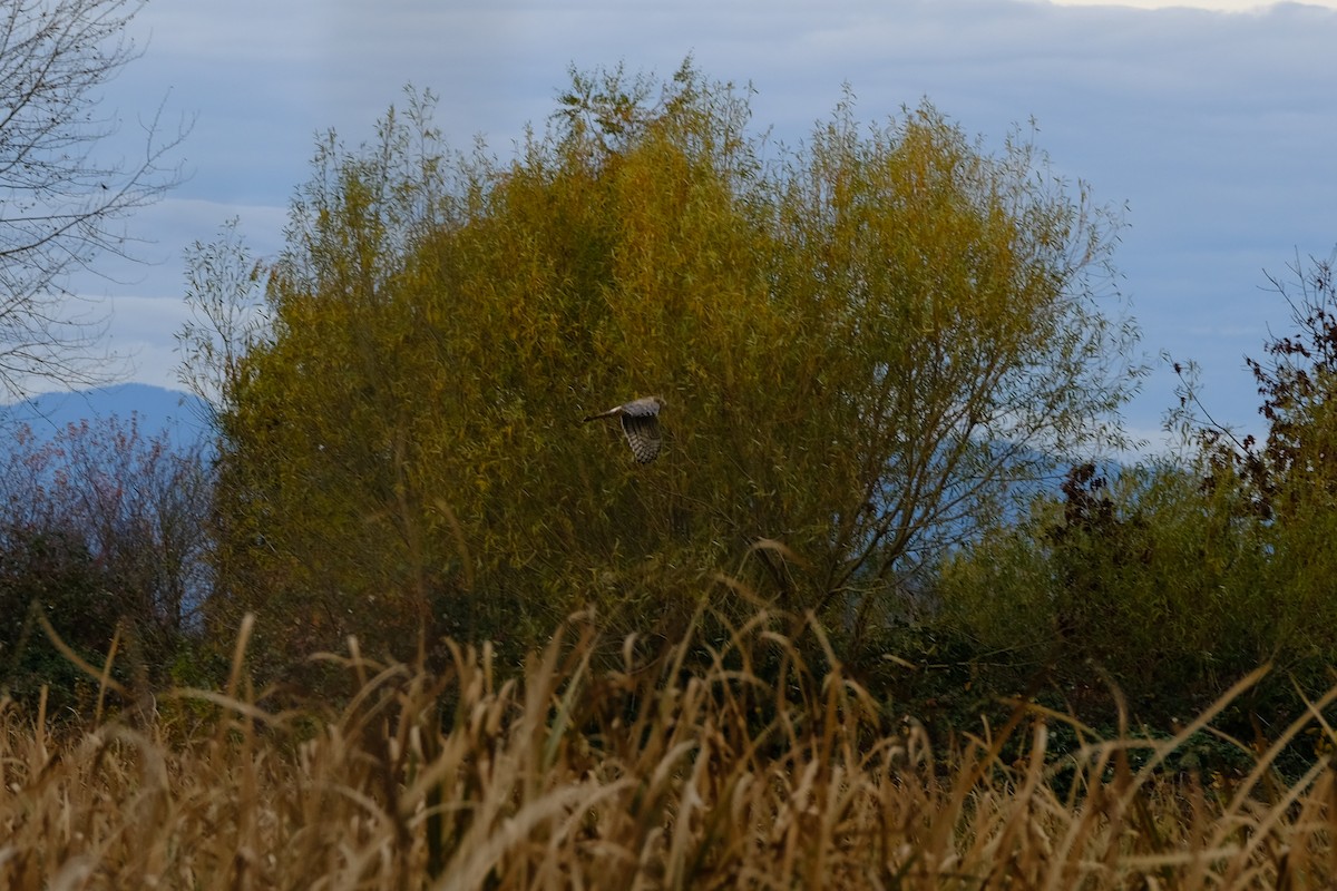 Лунь американський - ML646033632