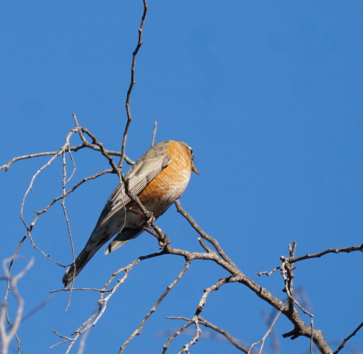 American Robin - ML646033633