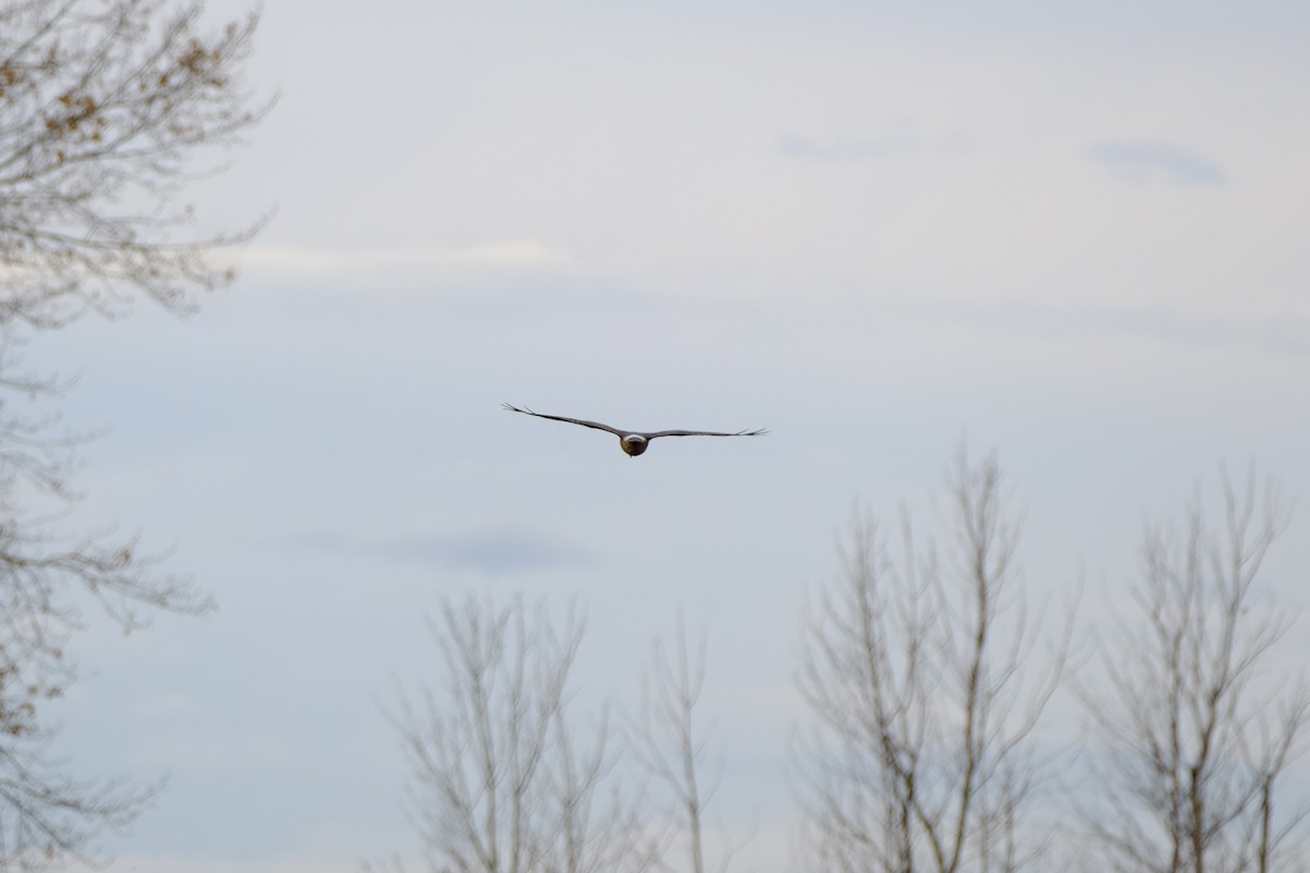 Лунь американський - ML646033635