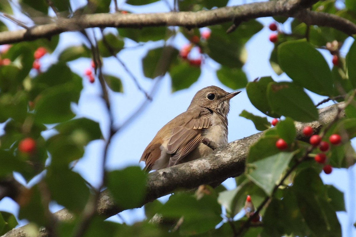 チャイロコツグミ - ML646033636