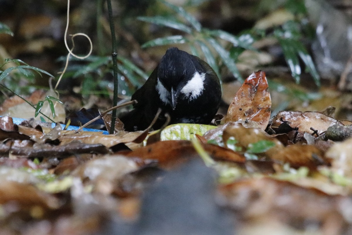 Eastern Whipbird - ML646033642