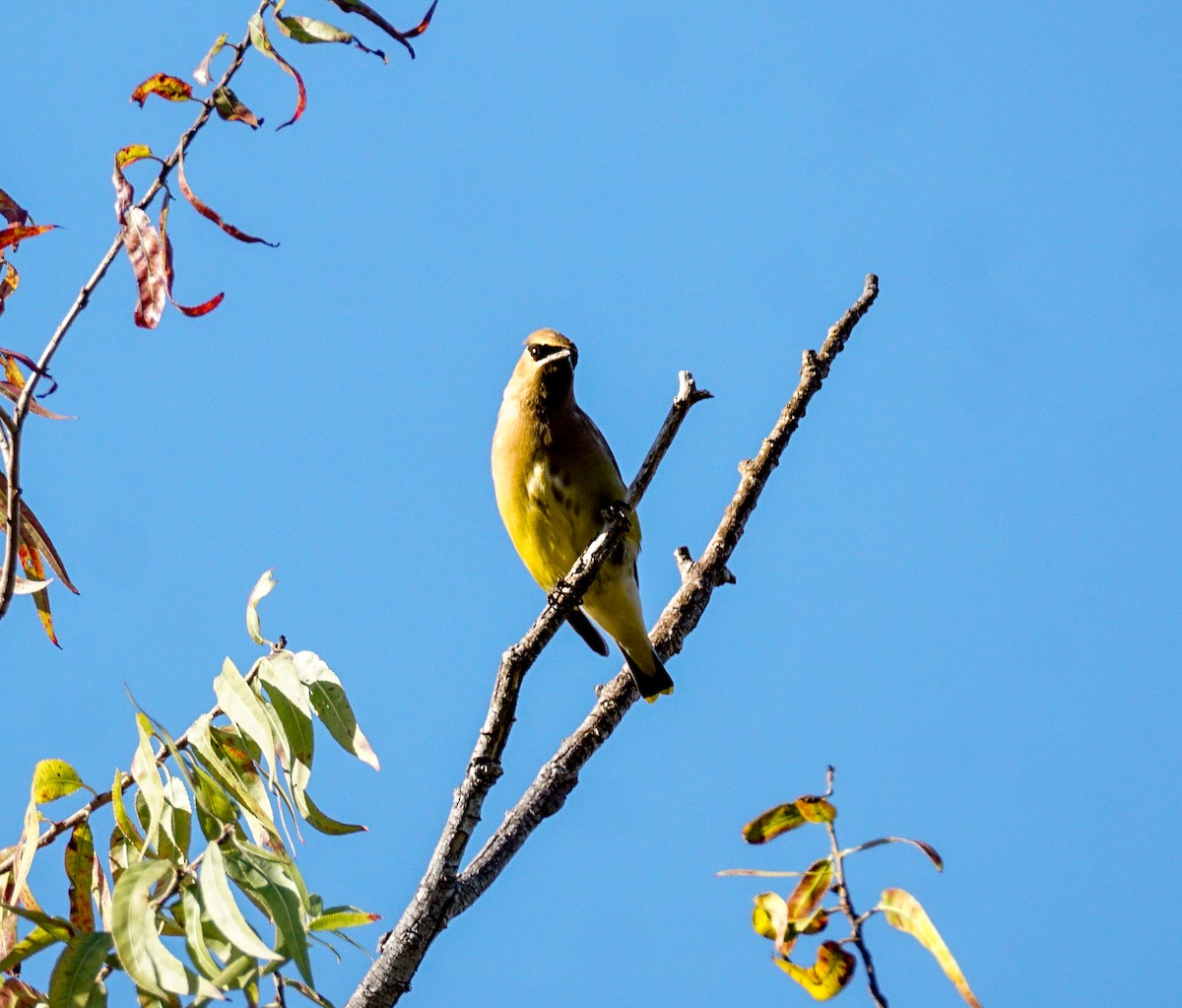 ציצנית אמריקנית - ML646033643