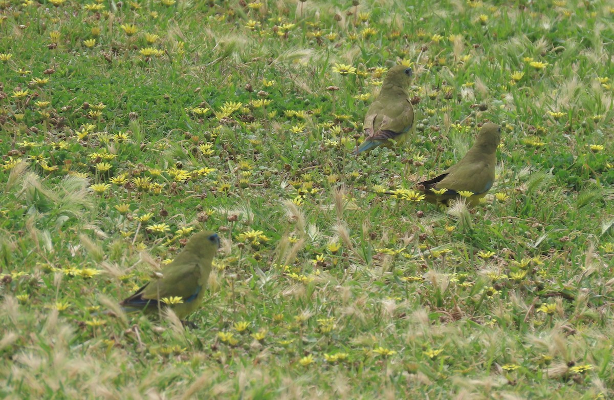Rock Parrot - ML646033652