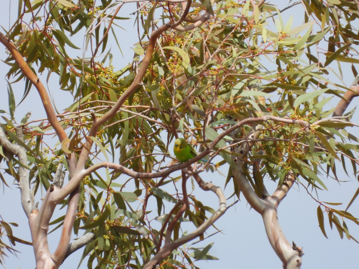 Budgerigar - ML646033659