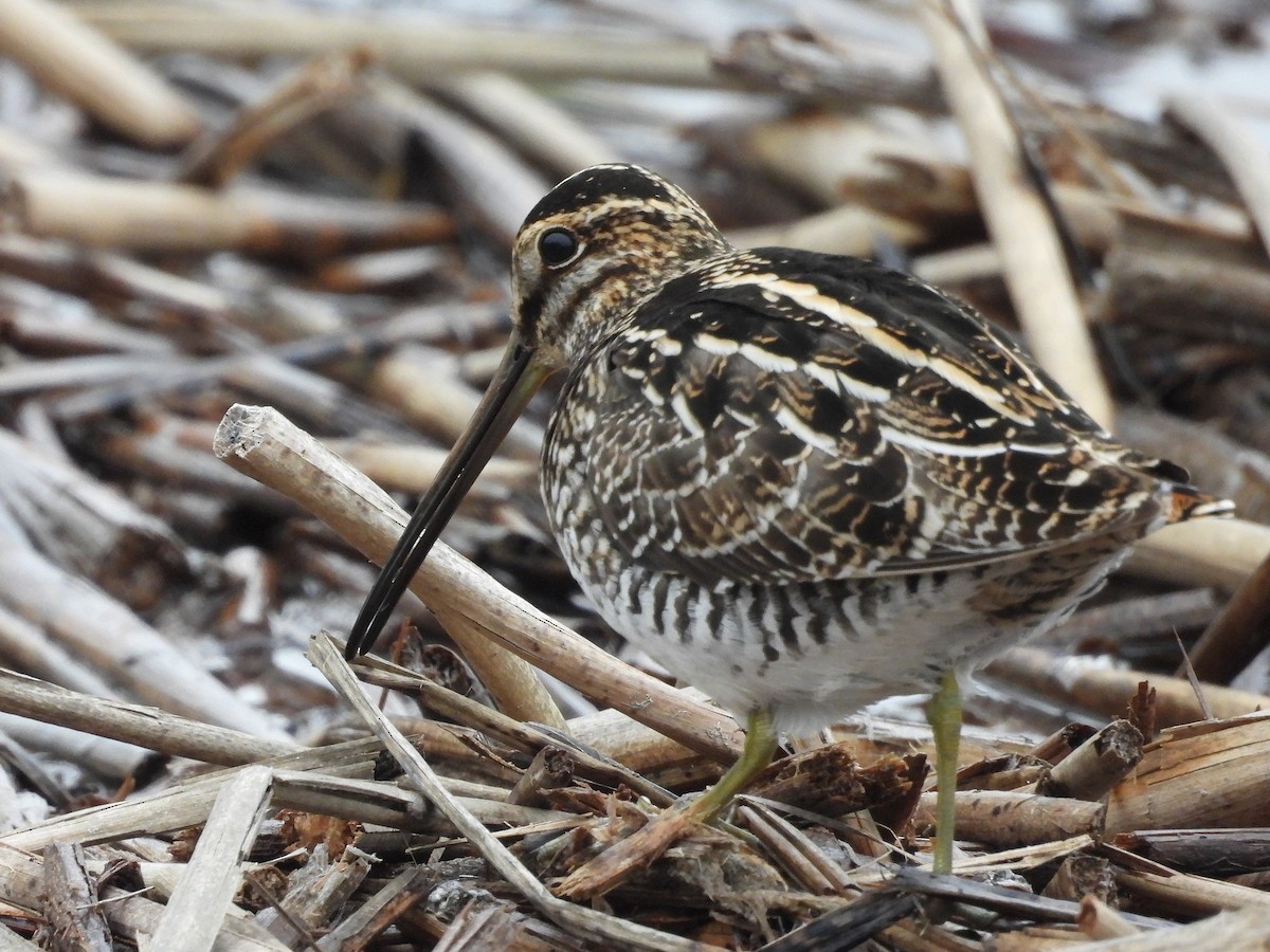 Wilson's Snipe - ML646033662