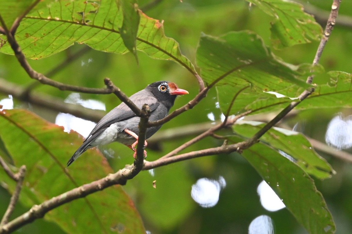 Chestnut-fronted Helmetshrike - ML646033665